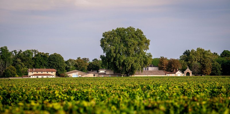 vignoble chateau soir paysage-compressed