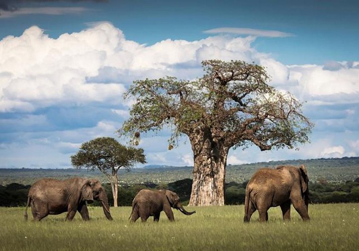 Safari 3 jours/ 2 nuits - Tarangire & Ngorongoro (Tanzanie) - Transferts inclus depuis Zanzibar