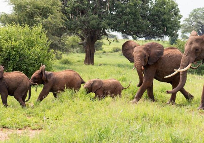 Safari 3 jours/ 2 nuits - Tarangire & Ngorongoro (Tanzanie) - Transferts inclus depuis Zanzibar