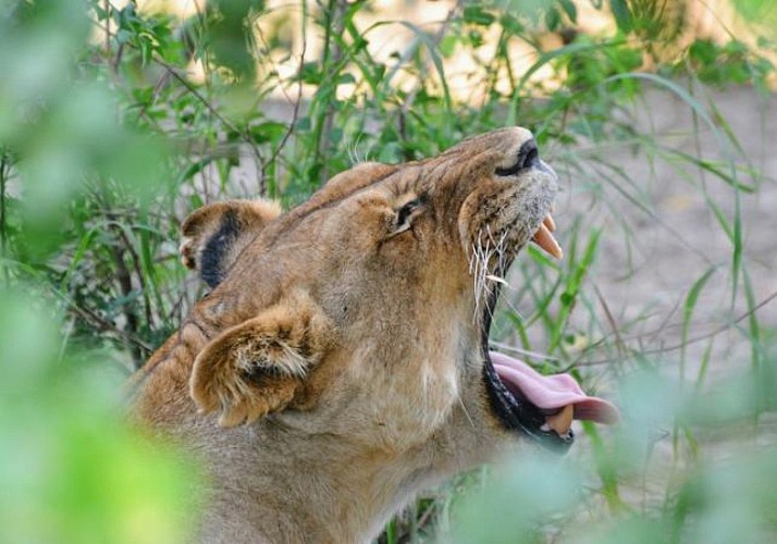Safari d’une journée dans le parc national de Mikumi - Au départ de Zanzibar