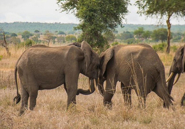 Safari d’une journée dans le parc national de Mikumi - Au départ de Zanzibar