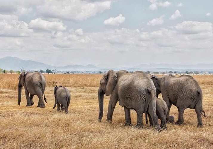 Safari d’une journée dans le parc national de Mikumi - Au départ de Zanzibar