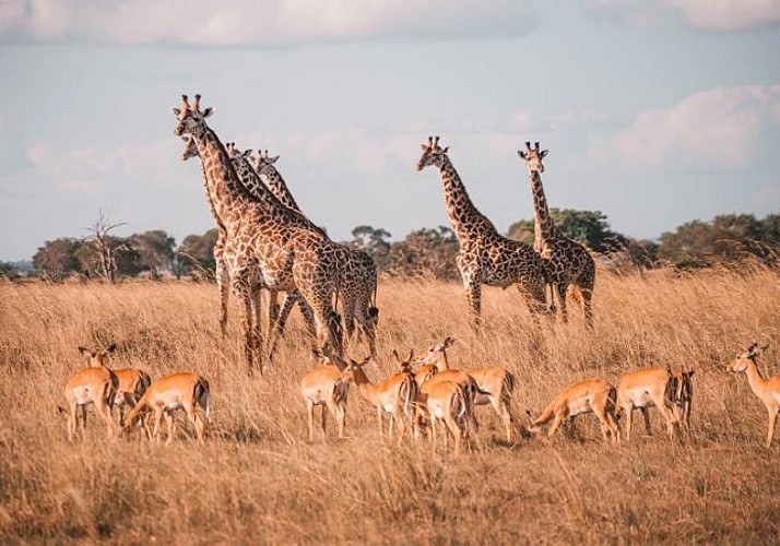 Safari d’une journée dans le parc national de Mikumi - Au départ de Zanzibar