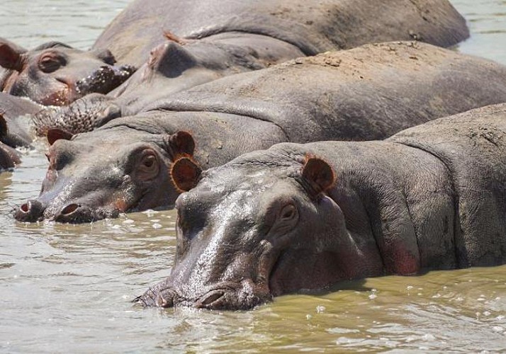 Safari d’une journée dans le parc national de Mikumi - Au départ de Zanzibar