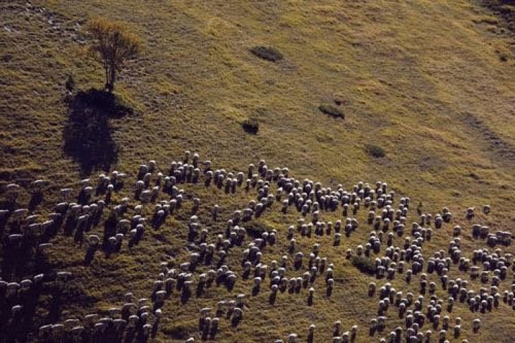 Pastoralisme à Combau