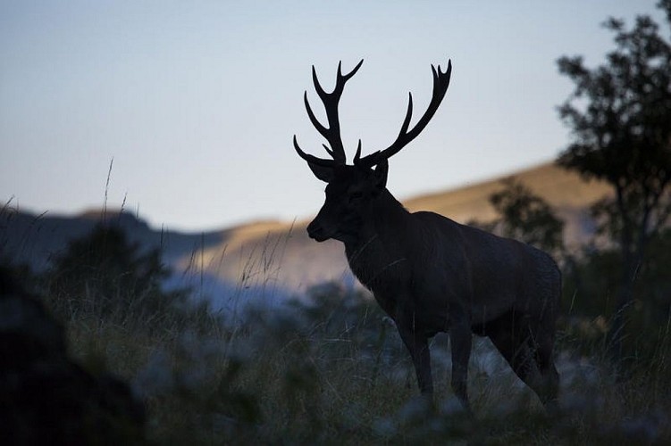 Cerf élaphe mâle à l'aube