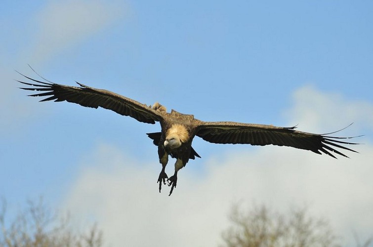 The reintroduction of Vultures