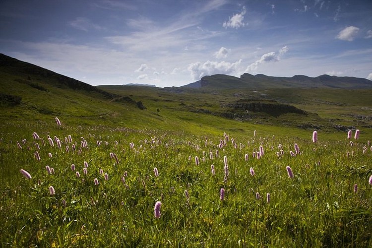 Renouées sur le plateau de Font d'Urle