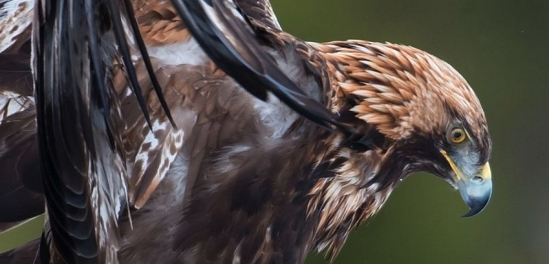 Aigle royal (Aquila chrysaetos)