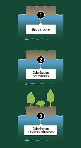 Torrent du Bournillon