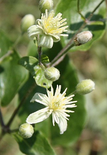 Clématite des haies - Les plantes dans tous les sens