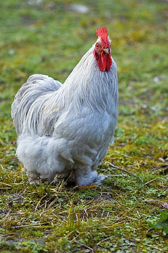 La Ferme Coussoulat2