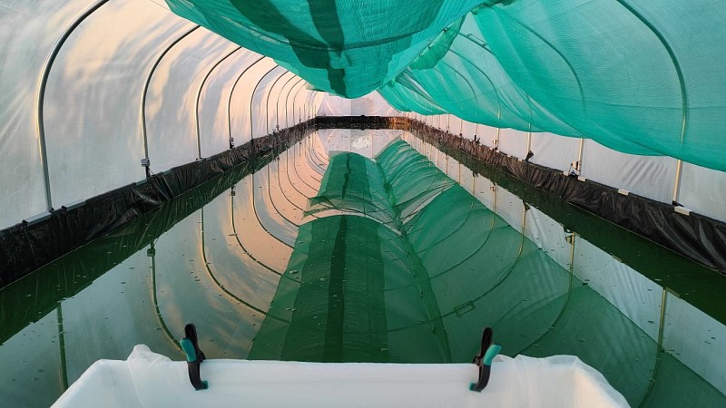 Bassin de Spiruline Val de Ré