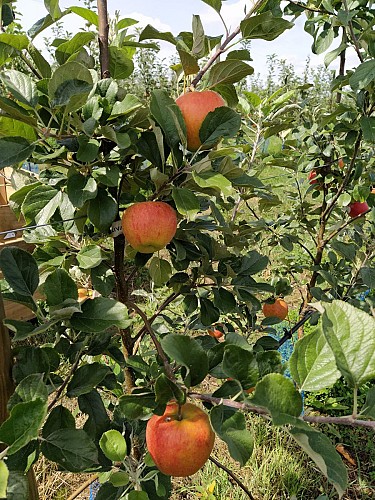 LE VERGER DU LANDREAU