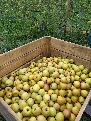 LE VERGER DU LANDREAU