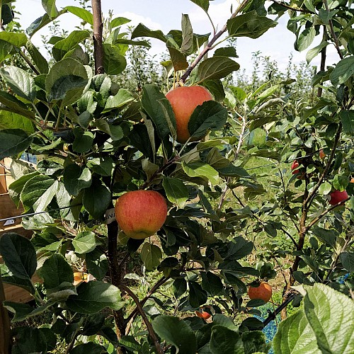 LE VERGER DU LANDREAU