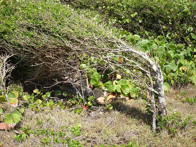 Image du poi