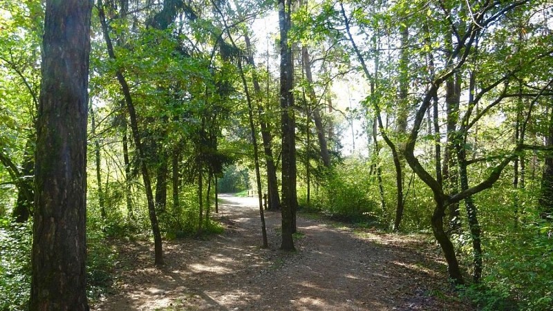 The Bréviande forest