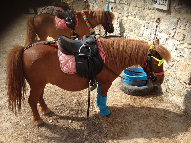 Balades à poneys et stages poneys à thème