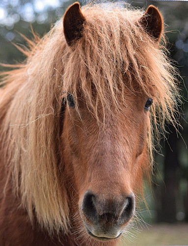 Balades à poneys et stages poneys à thème