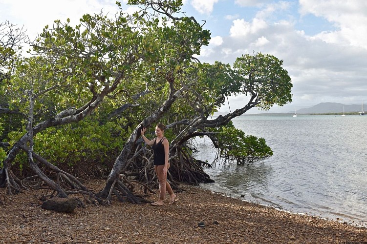 Mangrove de Ouano