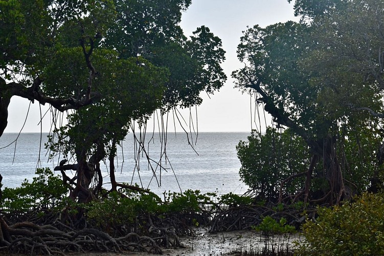 Mangrove de Ouano