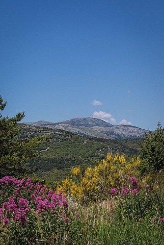 Mont Lachens, le toit du Var