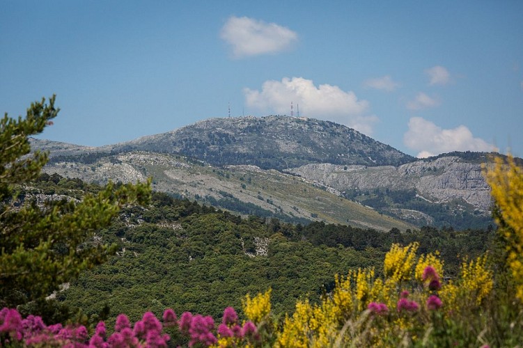Mont Lachens, le toit du Var - Espace Naturel Sensible