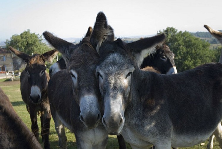 La Ferme des Anes d'Autan