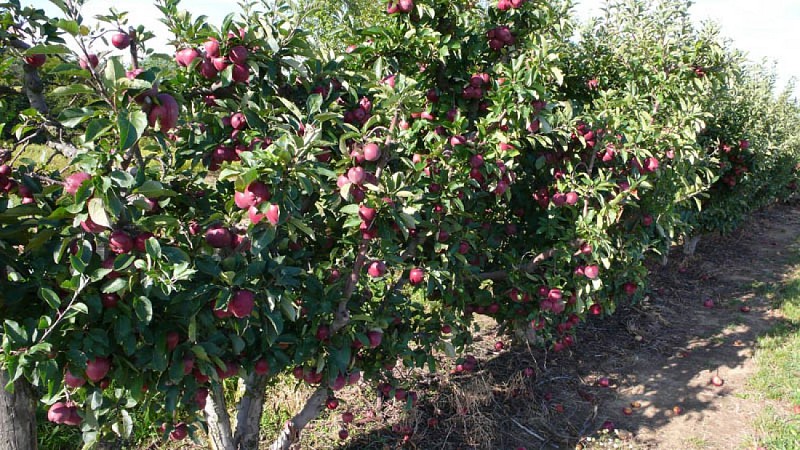 Obstgarten von Gémens