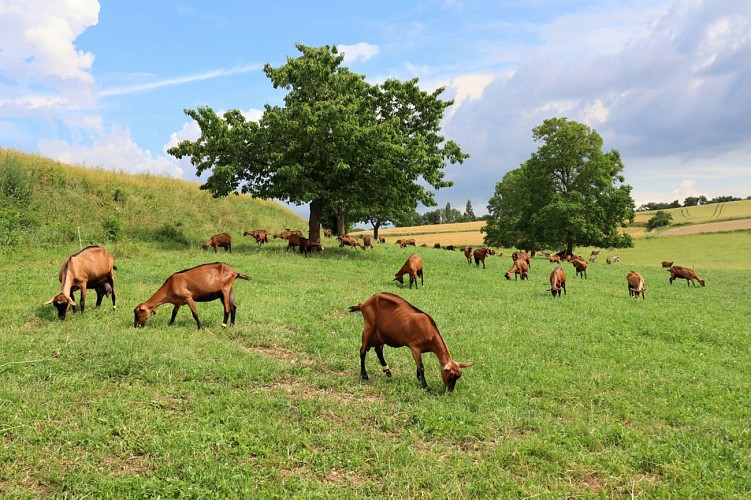 La Ferme des Bacholles