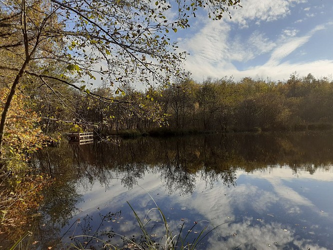 Bizadan pond marsh, ENS de l'Ain