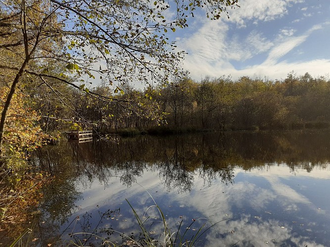 Marais de l'étang de Bizadan, ENS de l'Ain