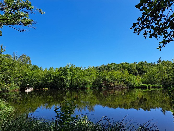 Marais de l'étang de Bizadan, ENS de l'Ain