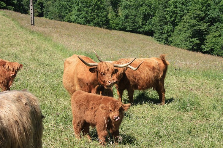 Besichtigung einer Highland Cattle Farm