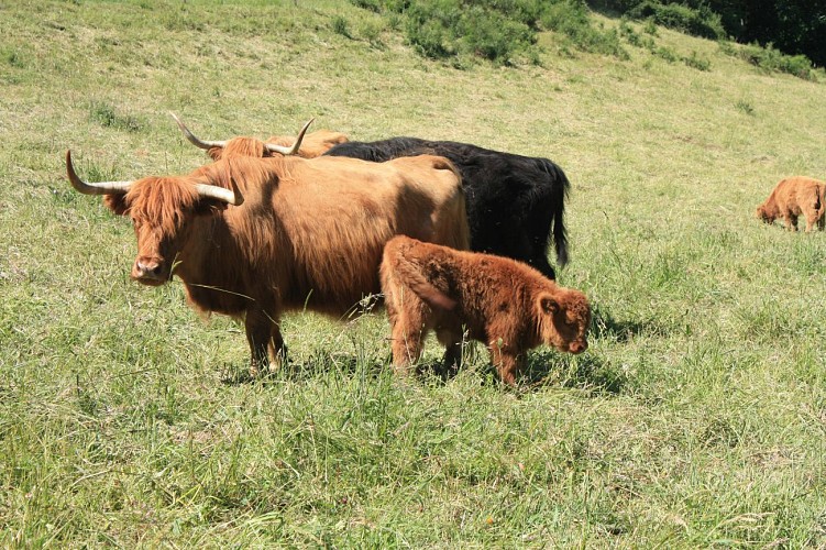 Laur'Highland - Visite d'une ferme d'élevage d'Highland Cattle