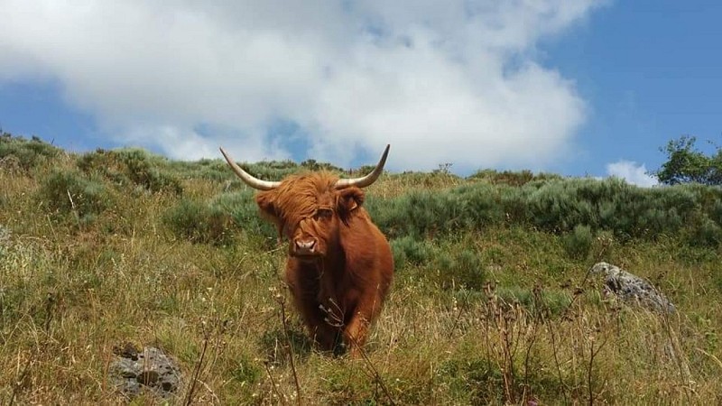 Laur'Highland - Visite d'une ferme d'élevage d'Highland Cattle