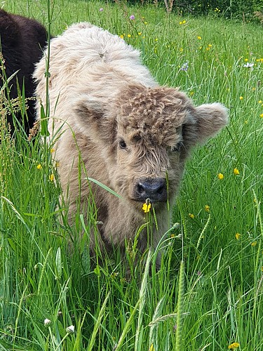 Laur'Highland - Visite d'une ferme d'élevage d'Highland Cattle