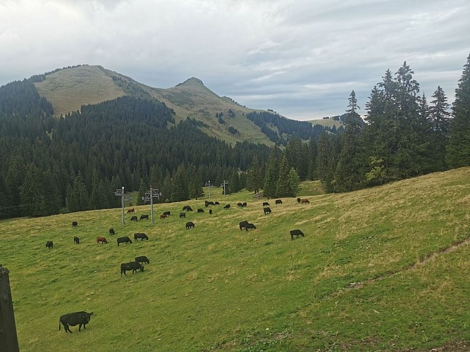 Chalet Neuf