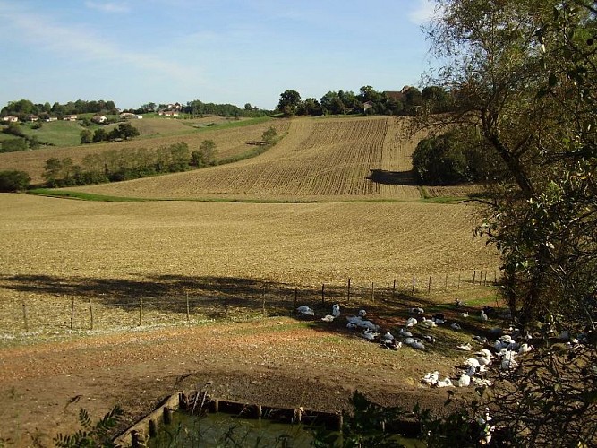 Ferme Loupret - les canards gras