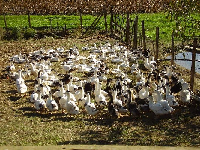 Ferme Loupret - découverte des canards par les visiteurs