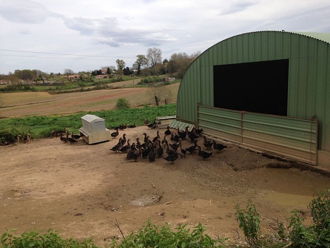 Ferme Lebasque - les canards