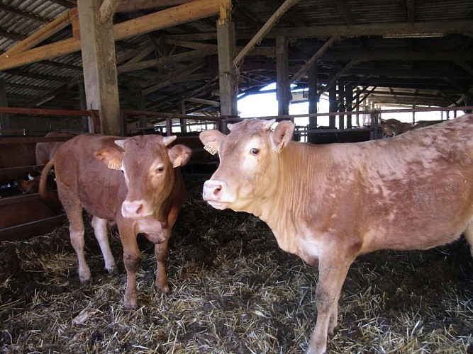 Ferme Ceres - veaux