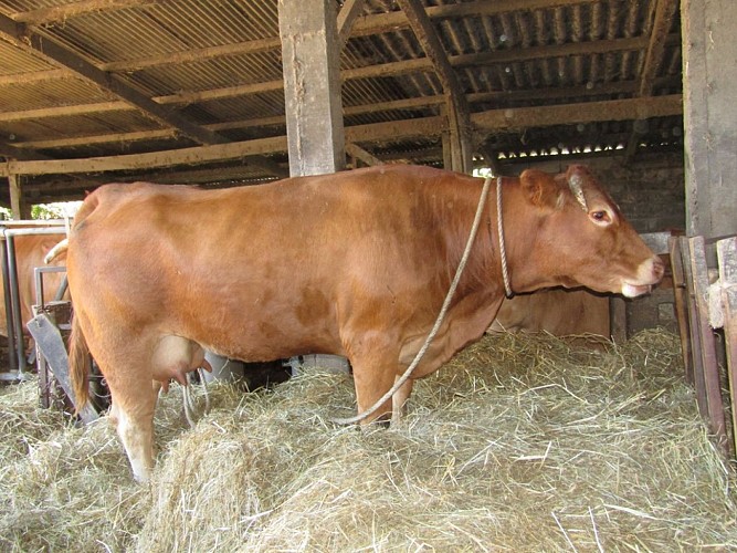 Ferme Ceres - vache qui a vélé