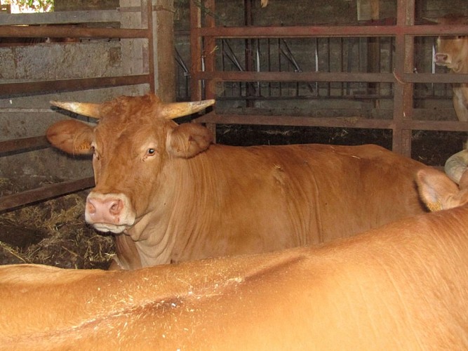 Ferme Ceres - boeuf de chalosse