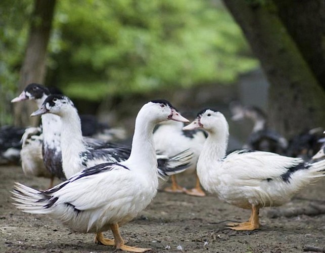 Ferme Ceres - des canards