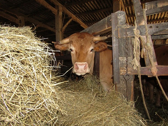 Ferme Ceres - boeuf de Chalosse 1