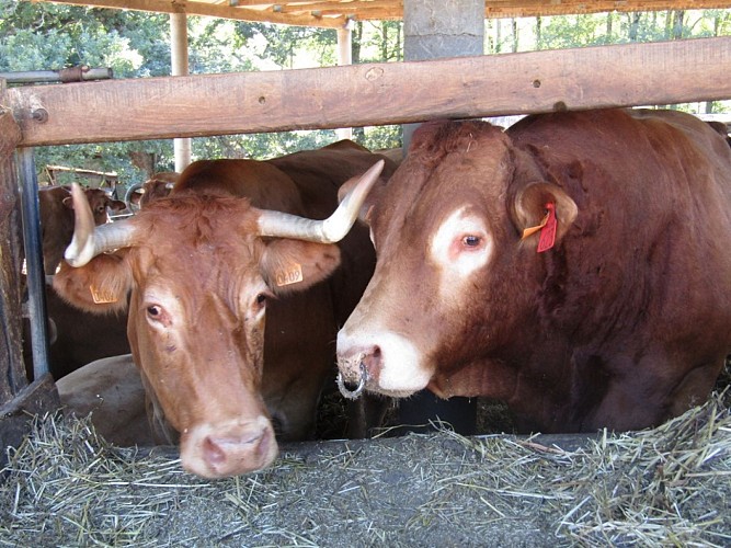 Ferme Ceres - taureau