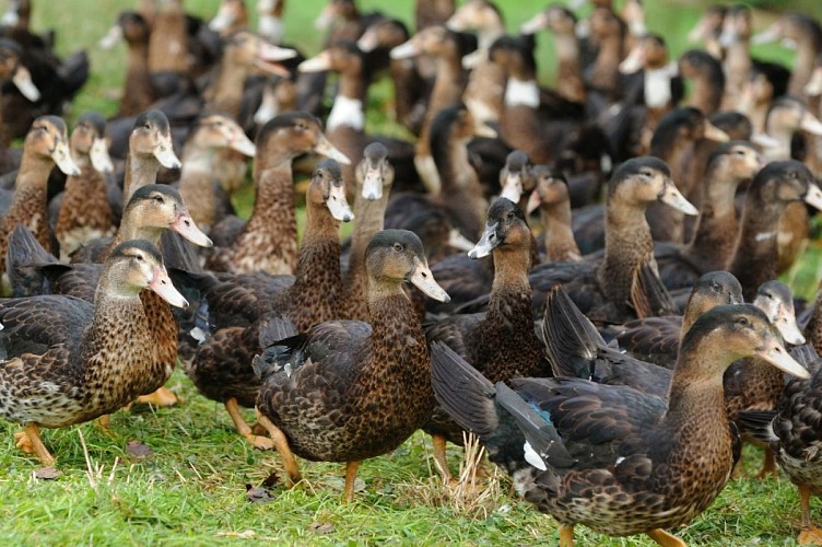 Baigts-077-Ferme Lebasque