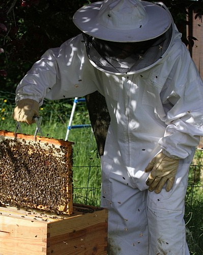 Les butineuses du Castagnos